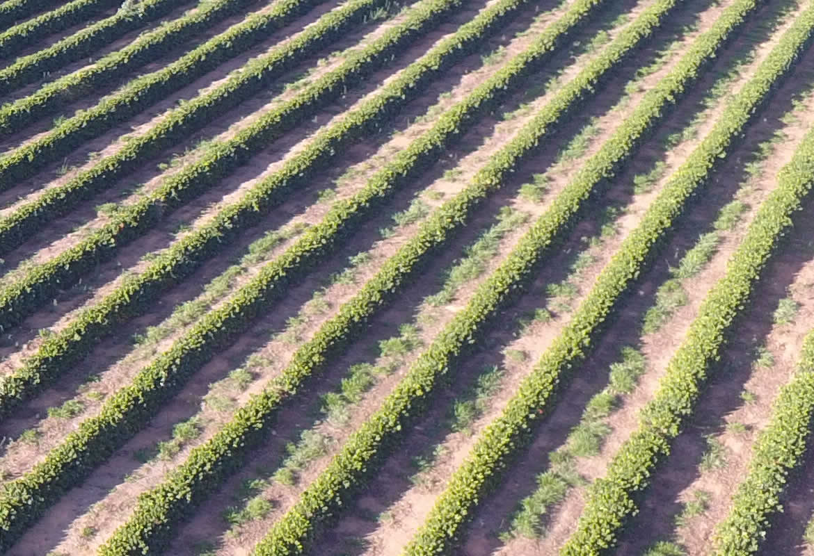 Fazenda São Sebastião