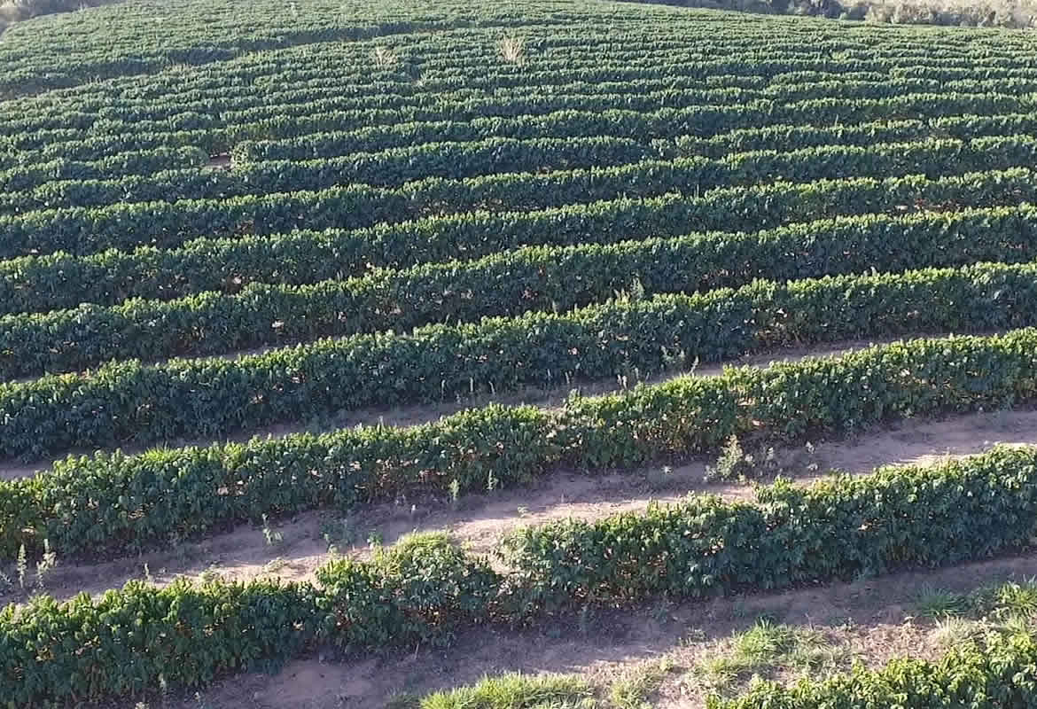 Fazenda São Pedro